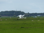 FZ020249 Eurasian spoonbill (Platalea leucorodia).jpg